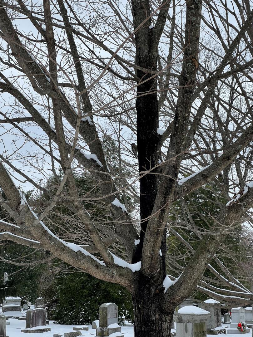 A sapsucker is feeding on the affected bark.